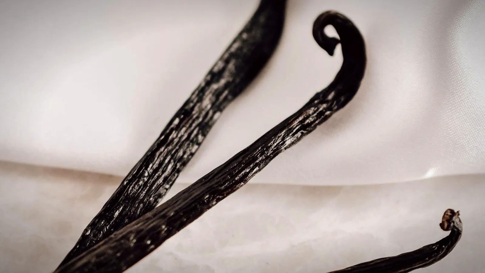 Dark cured vanilla bean pods on a cream satin cloth