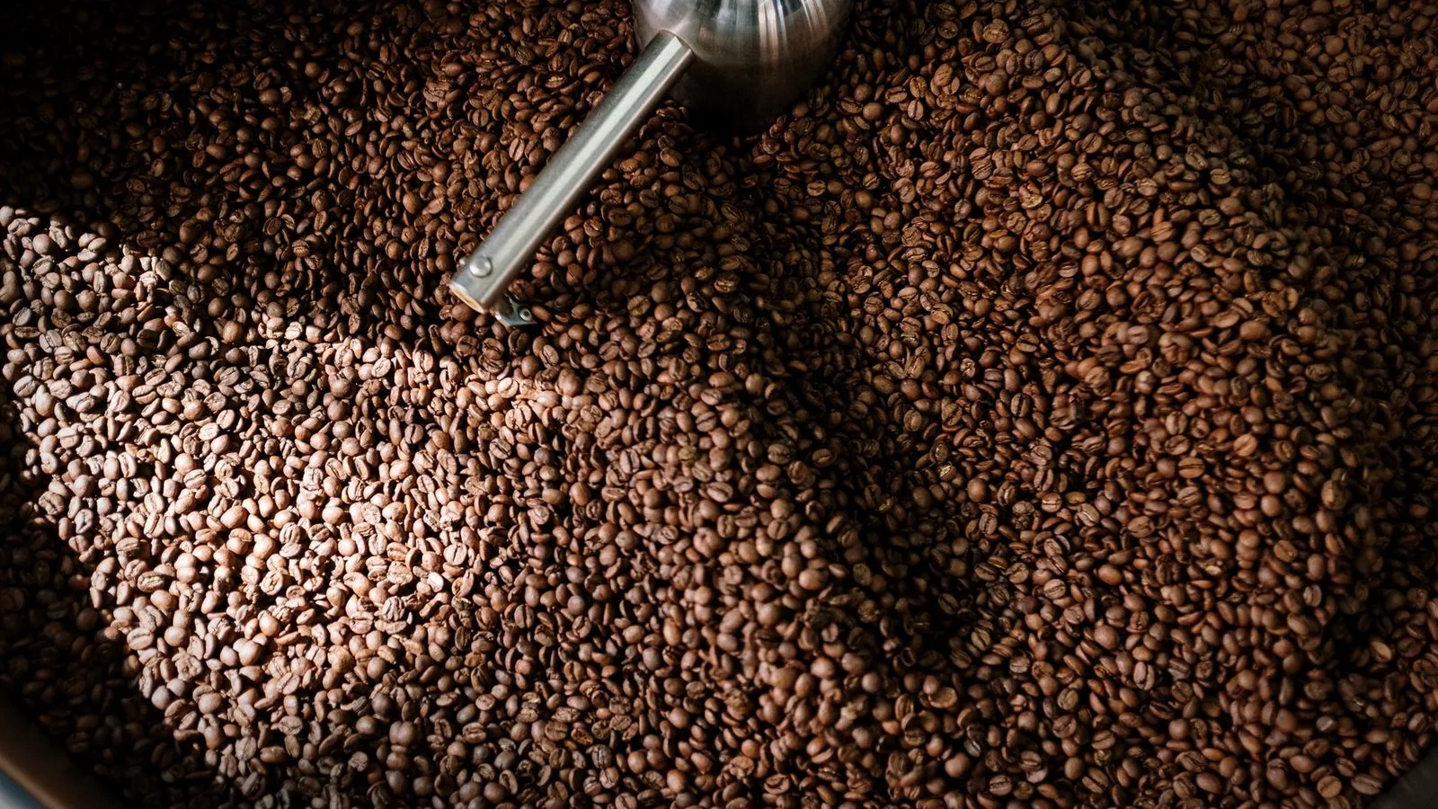 Freshly roasted coffee beans turning in a roaster’s cooling tray