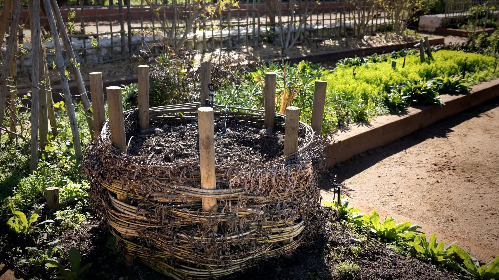 A woven wicker compost bin with wooden stakes, filled with dark compost, beside raised vegetable beds